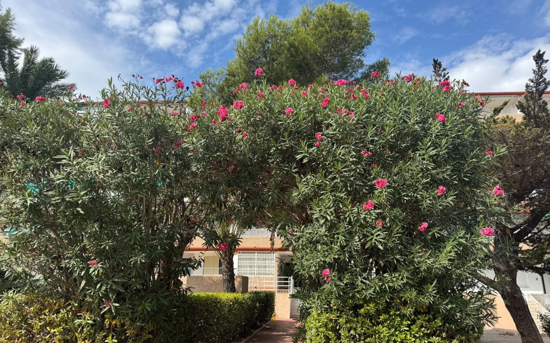 A Vendre - Appartement - Guardamar Del Segura - Guardamar del Segura Centro