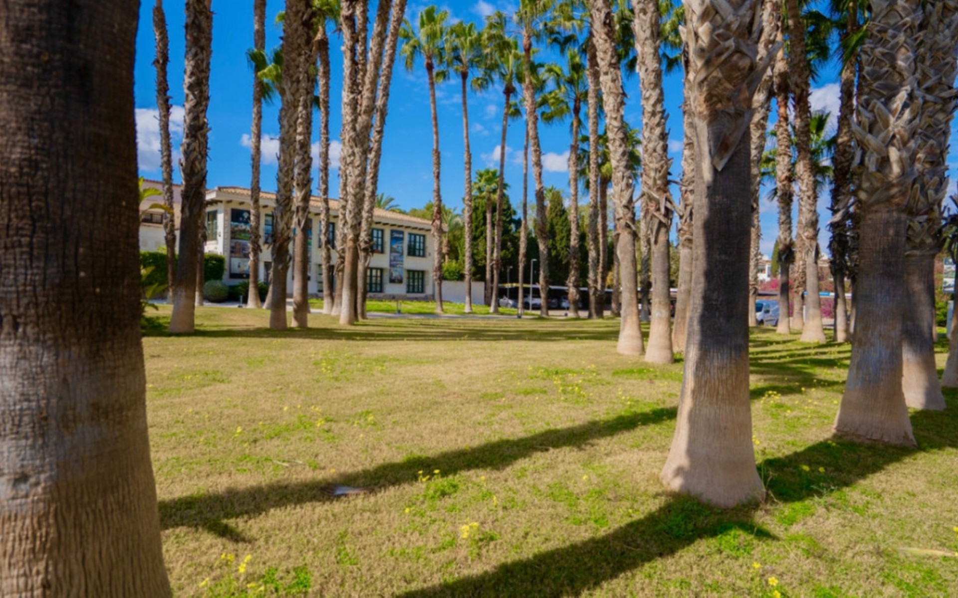 A Vendre - Appartement - Orihuela - Orihuela Centro