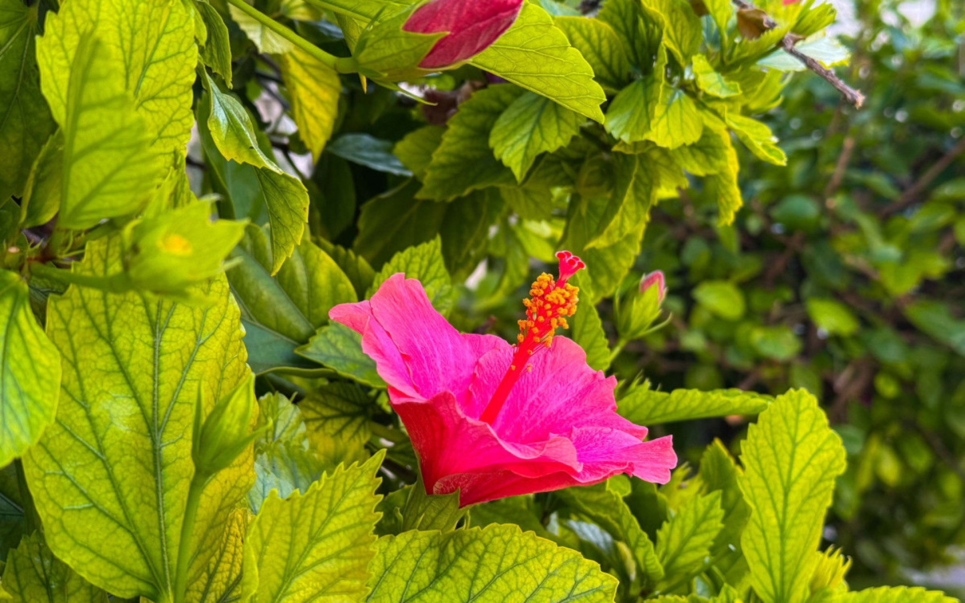 A Vendre - Appartement - Torrevieja - Torrevieja Centro