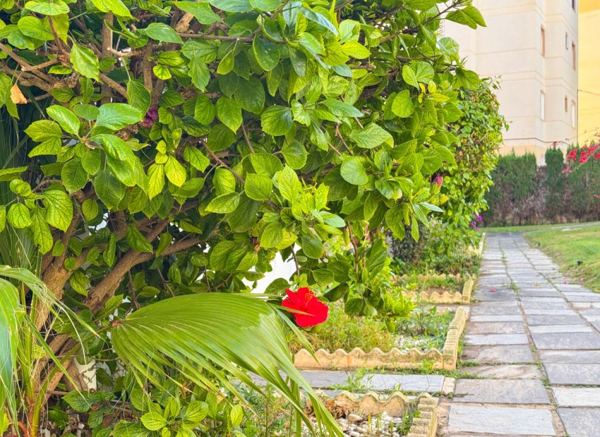 A Vendre - Appartement - Torrevieja - Torrevieja Centro