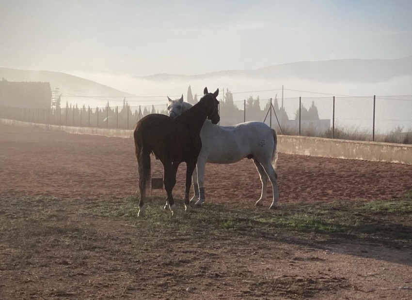 A Vendre - Maison de campagne - Jumilla - Torre del Rico