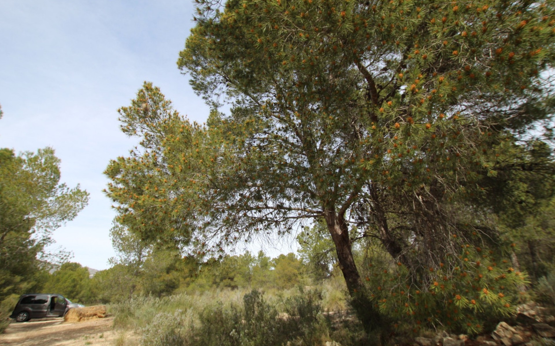 A Vendre - Maison de campagne - Monóvar - Monòver - Monóvar - Monòver Centro