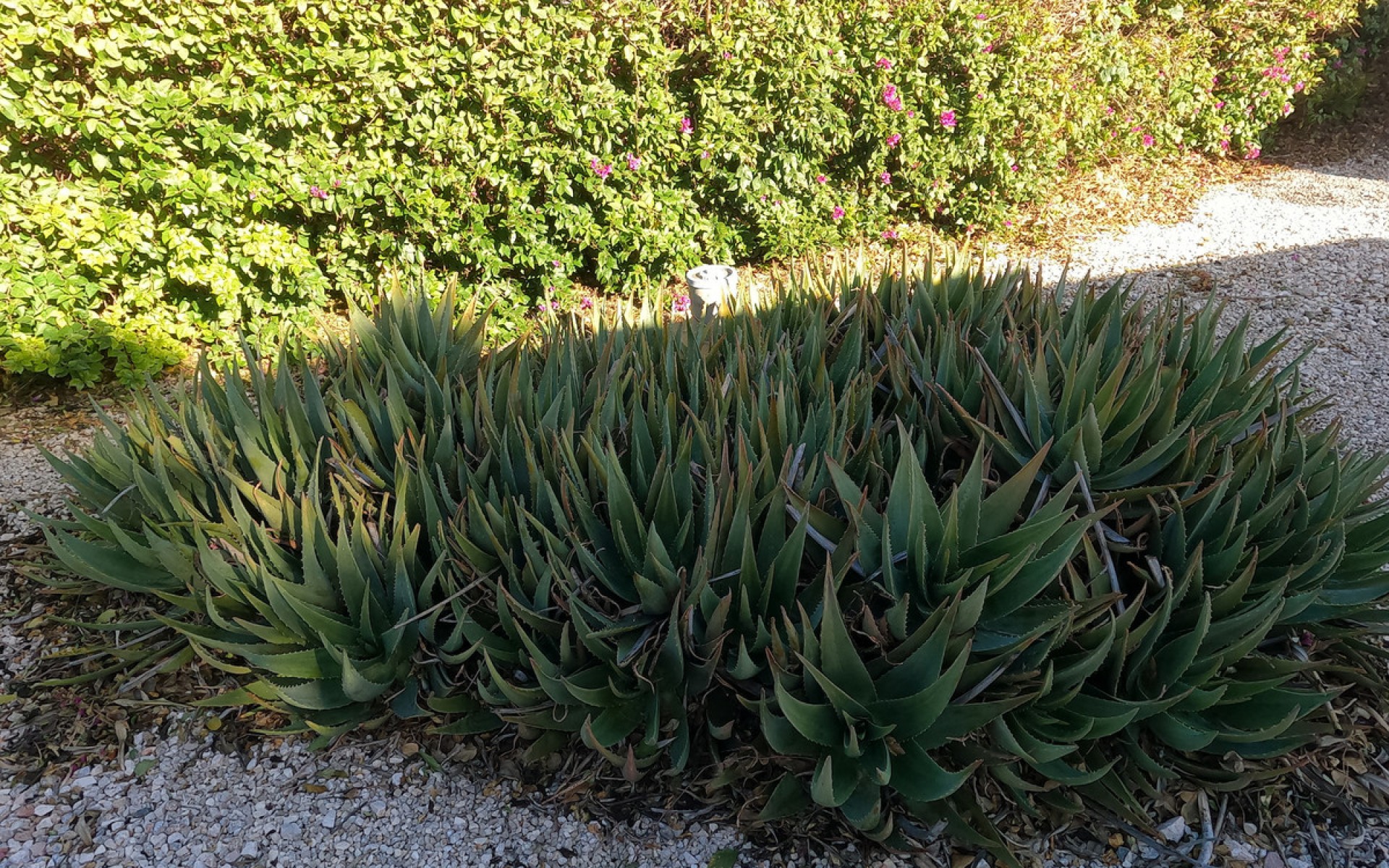 A Vendre - Maison de campagne - Orihuela - La Campaneta