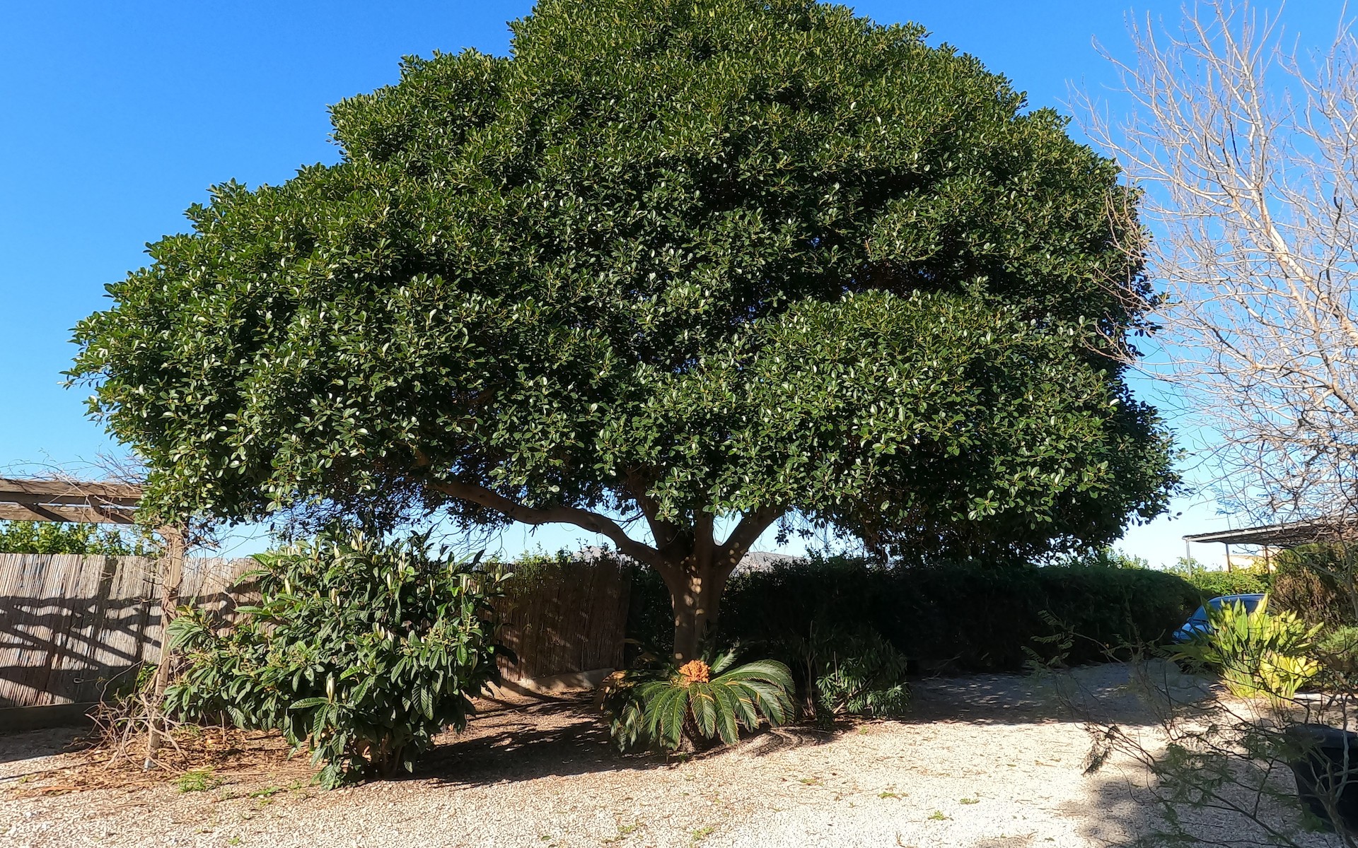 A Vendre - Maison de campagne - Orihuela