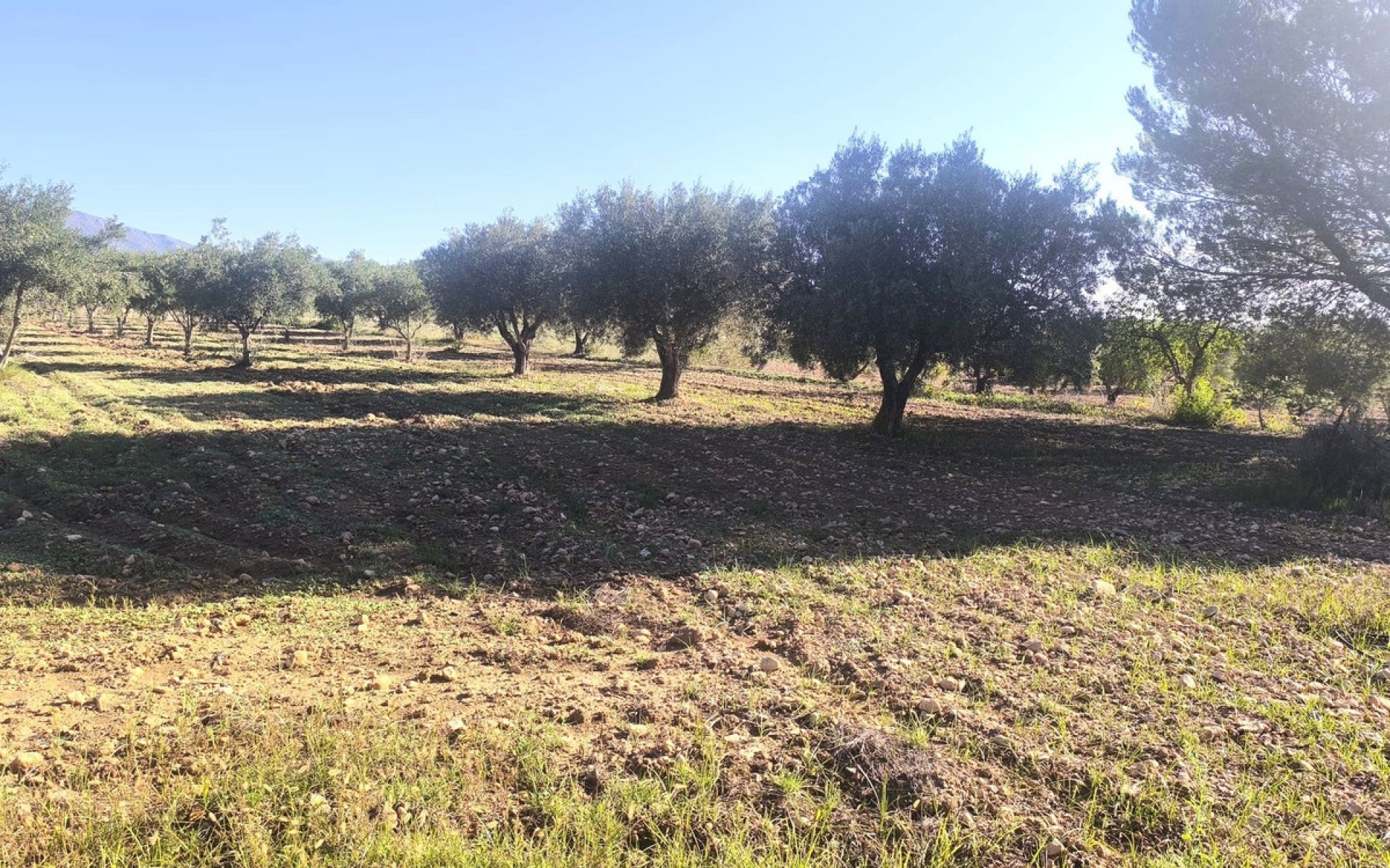 A Vendre - Maison de campagne - Pinoso - Pinoso Centro