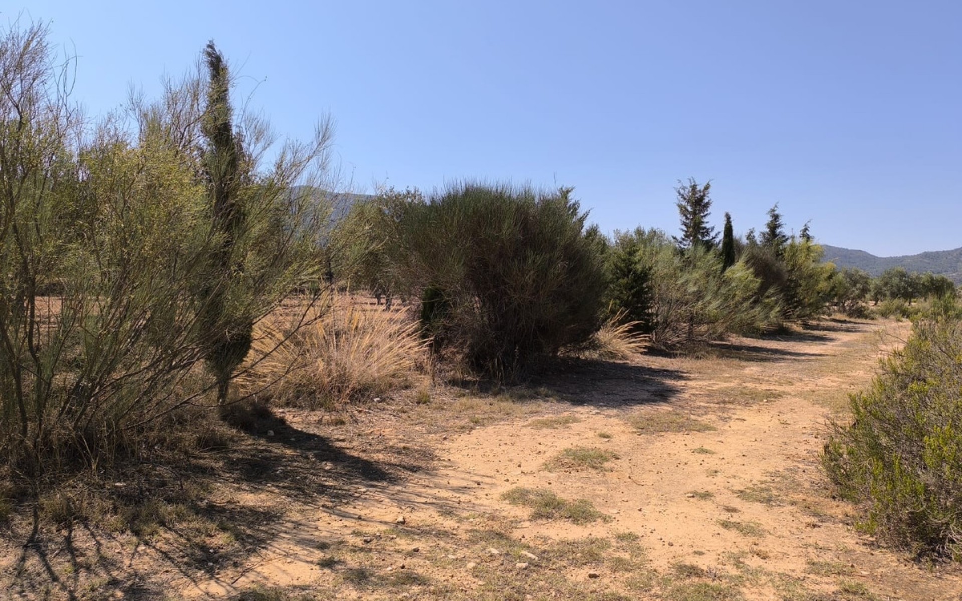 A Vendre - Maison de campagne - Villena - Villena Centro