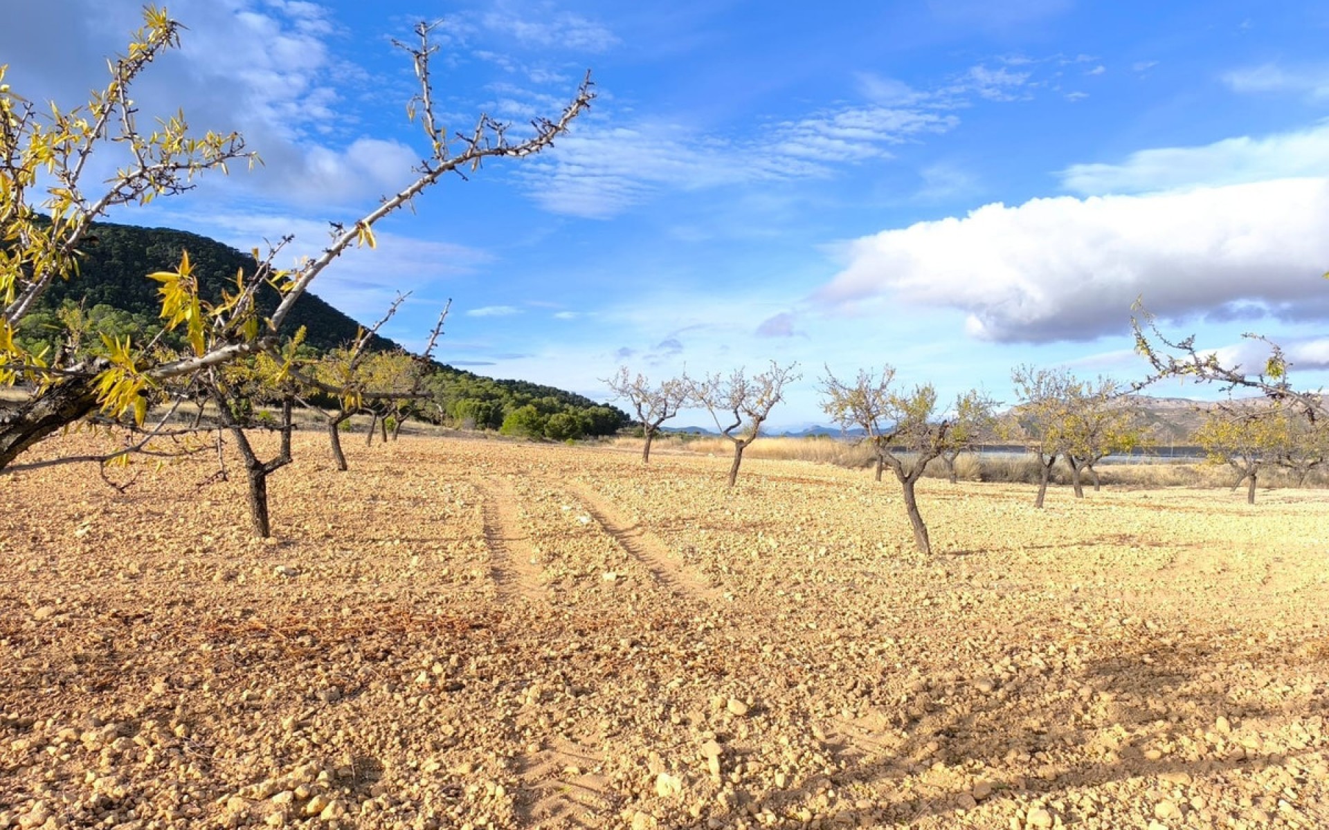A Vendre - Maison de campagne - Yecla - Yecla Centro