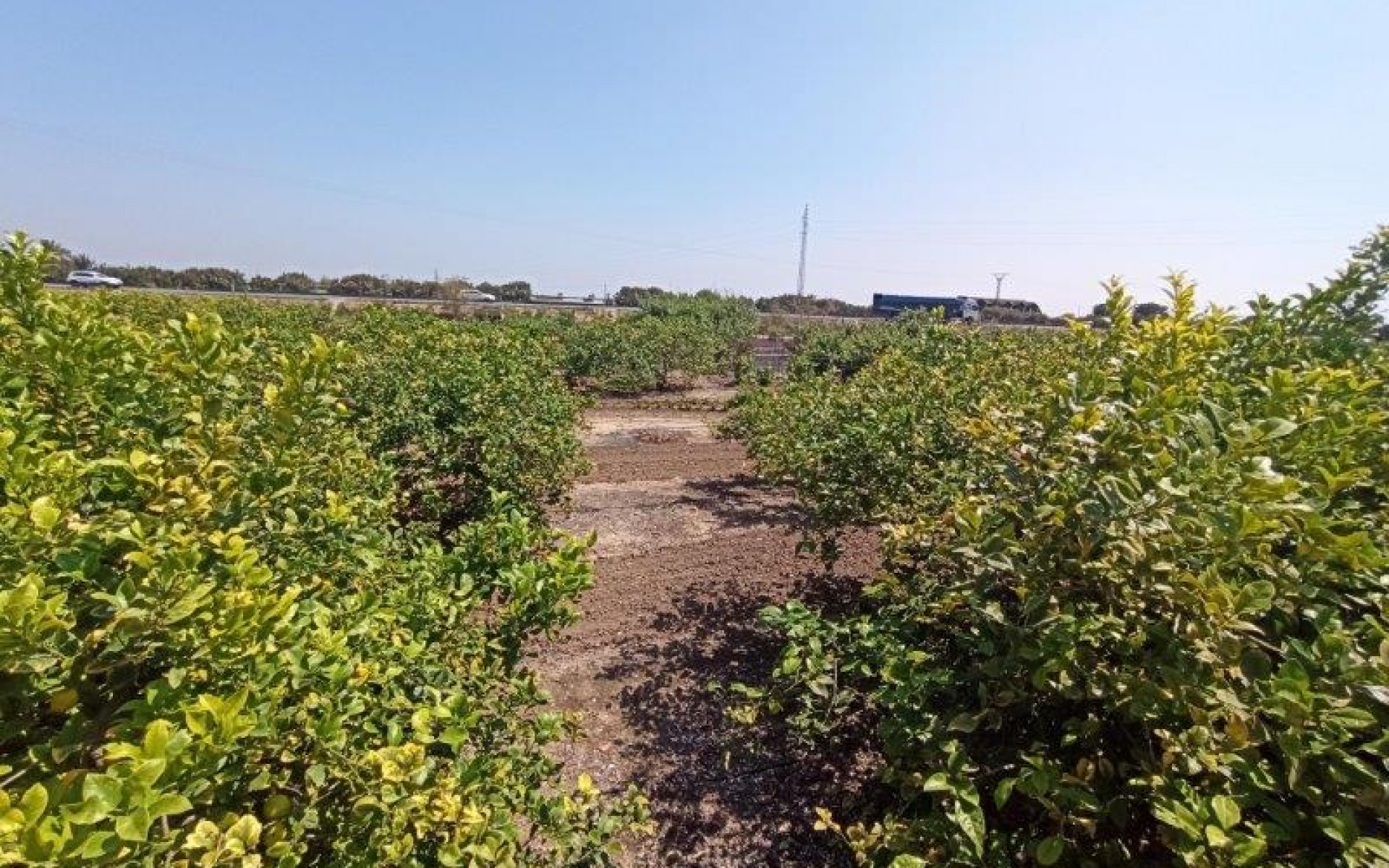 A Vendre -  - San Miguel De Salinas - San Miguel de Salinas