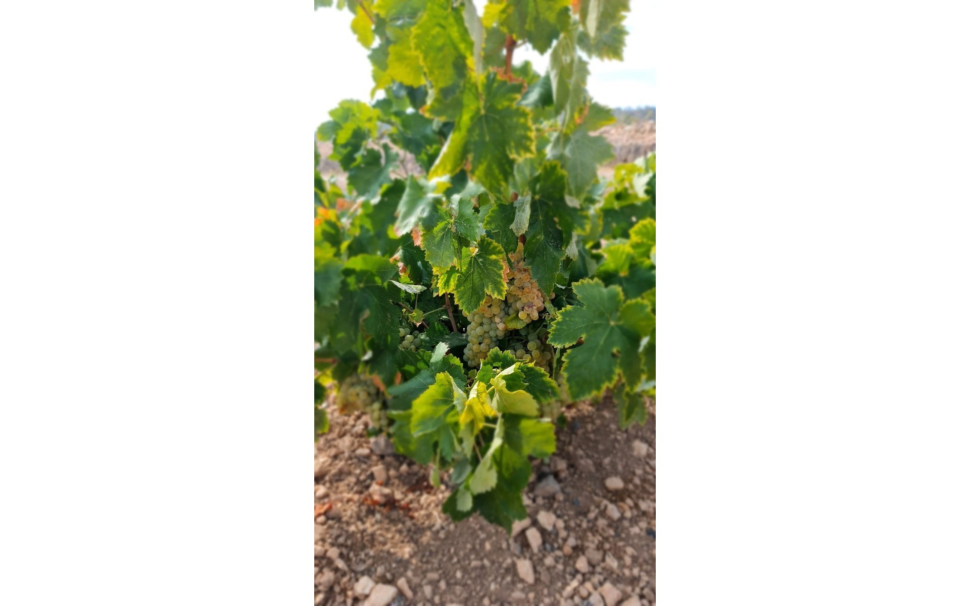 A Vendre - Terre - Abanilla - Abanilla Centro