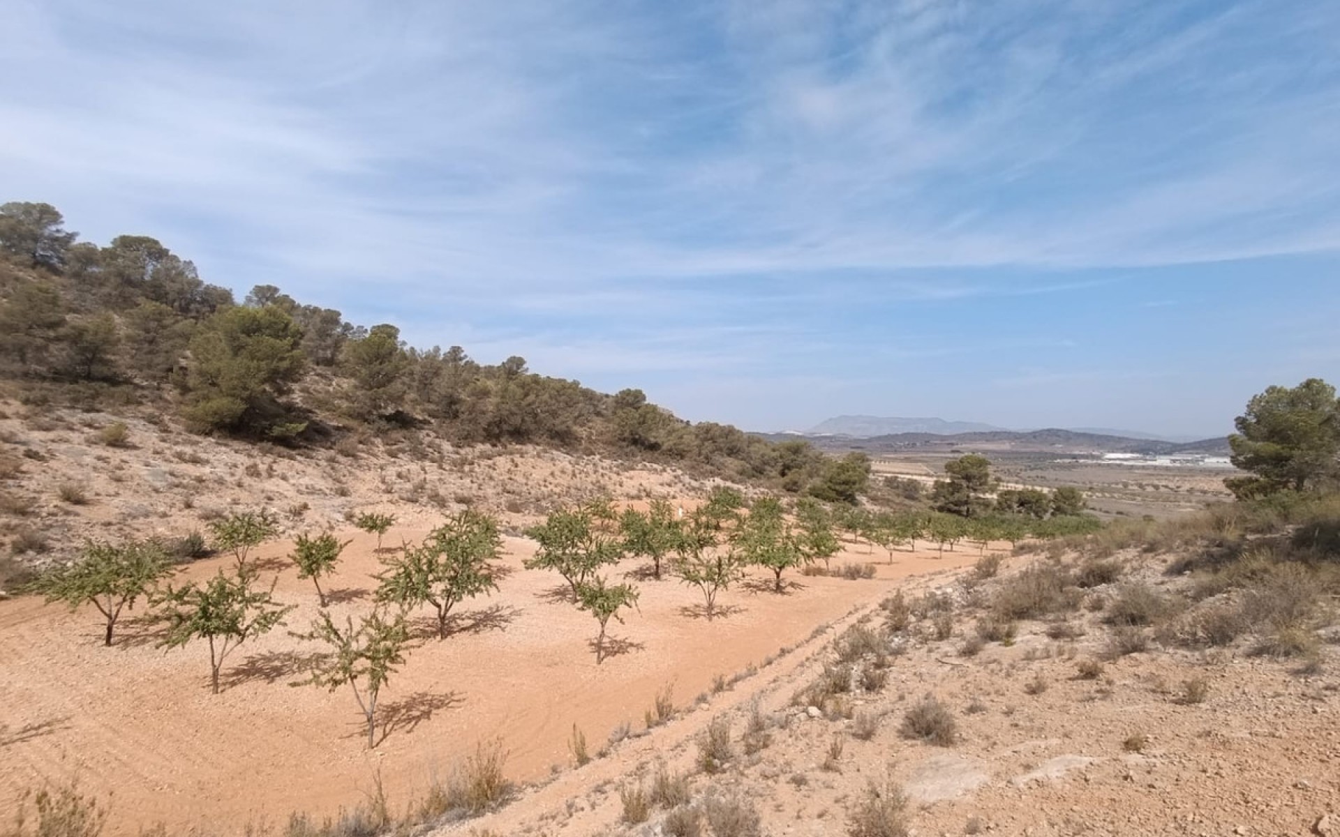 A Vendre - Terre - Abanilla - Abanilla Centro