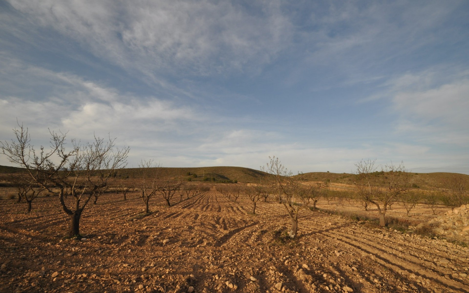 A Vendre - Terre - Abanilla - Abanilla Centro