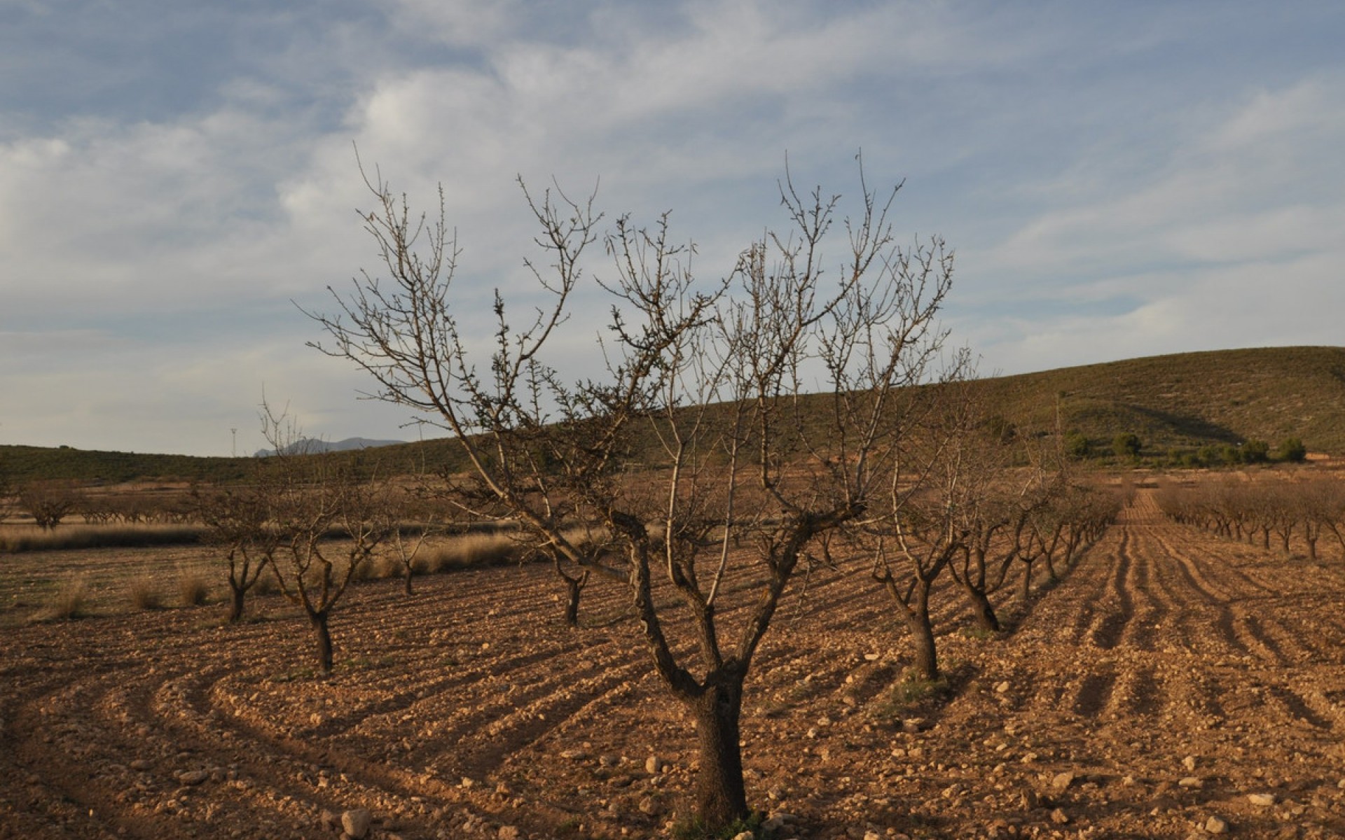 A Vendre - Terre - Abanilla - Abanilla Centro
