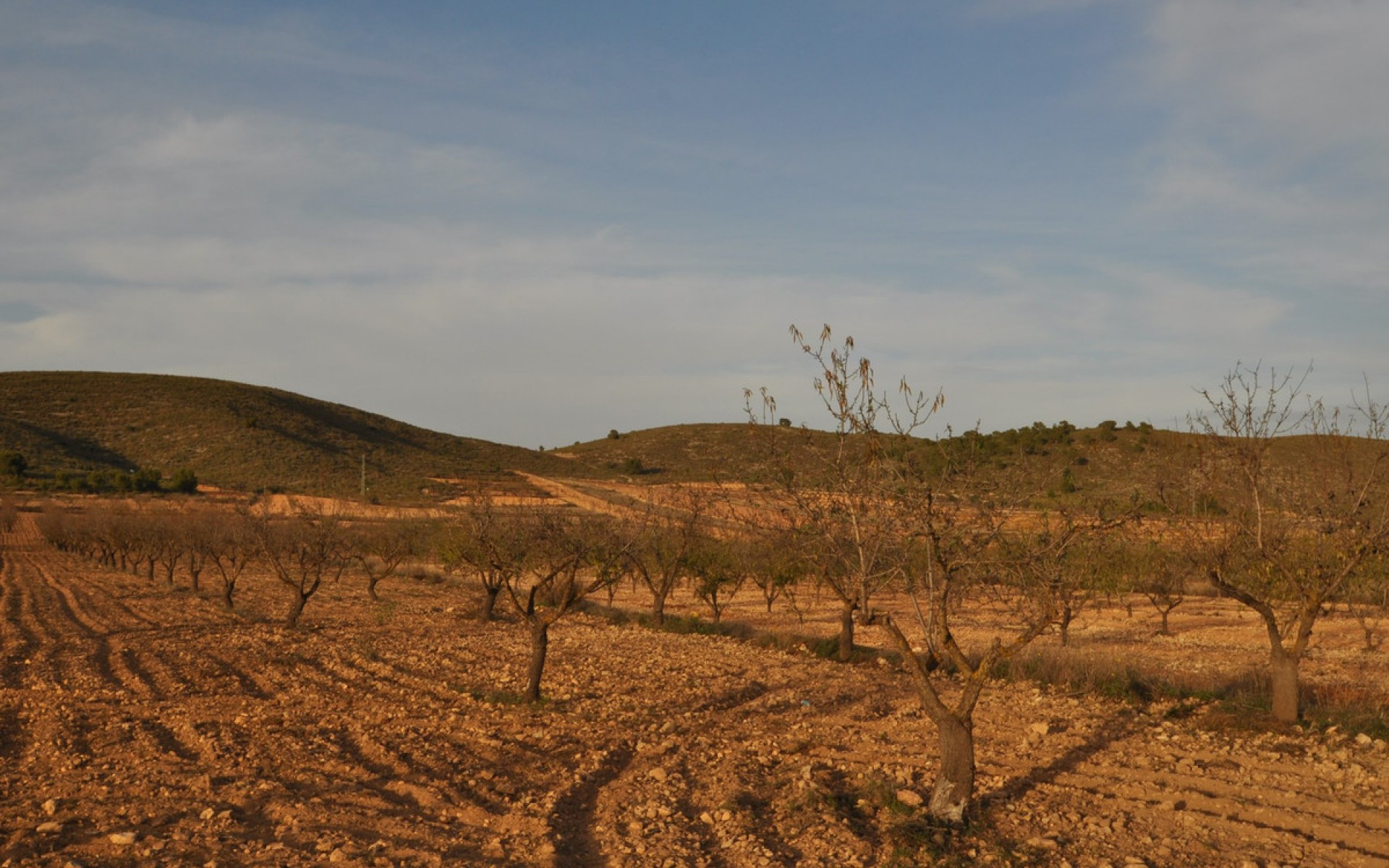A Vendre - Terre - Abanilla - Abanilla Centro