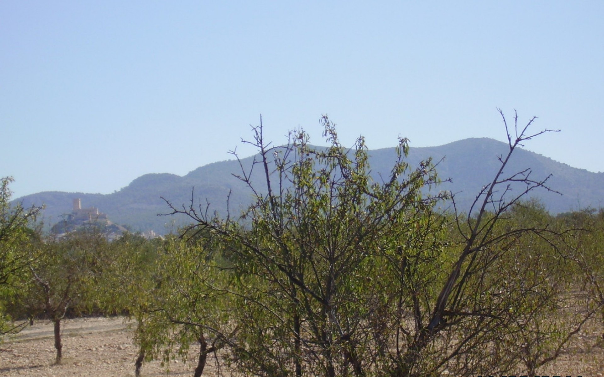 A Vendre - Terre - Biar - Biar Centro