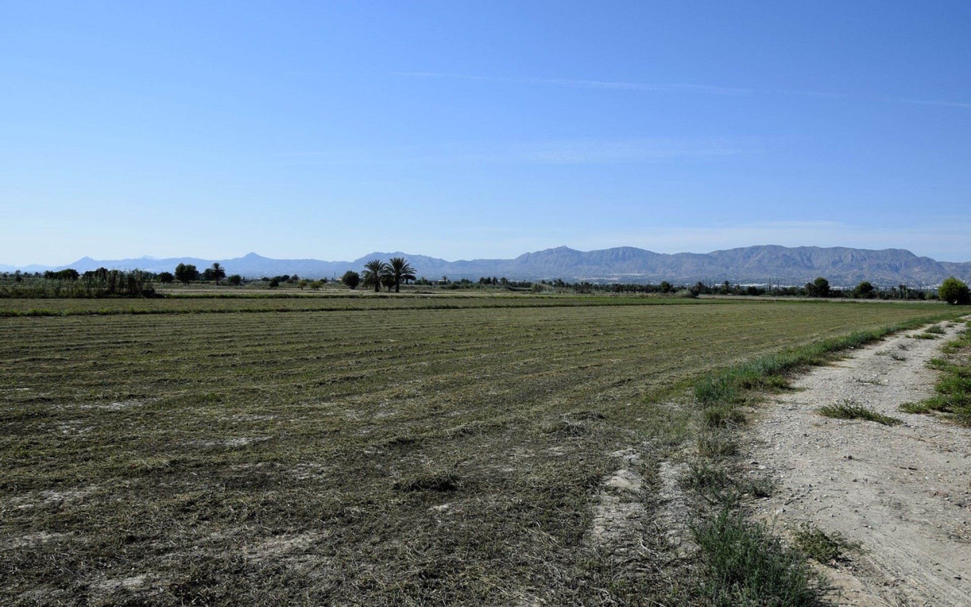 A Vendre - Terre - Catral - Catral Centro