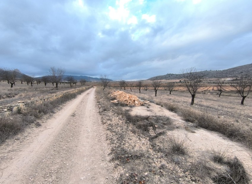 A Vendre - Terre - Jalon - La Solana