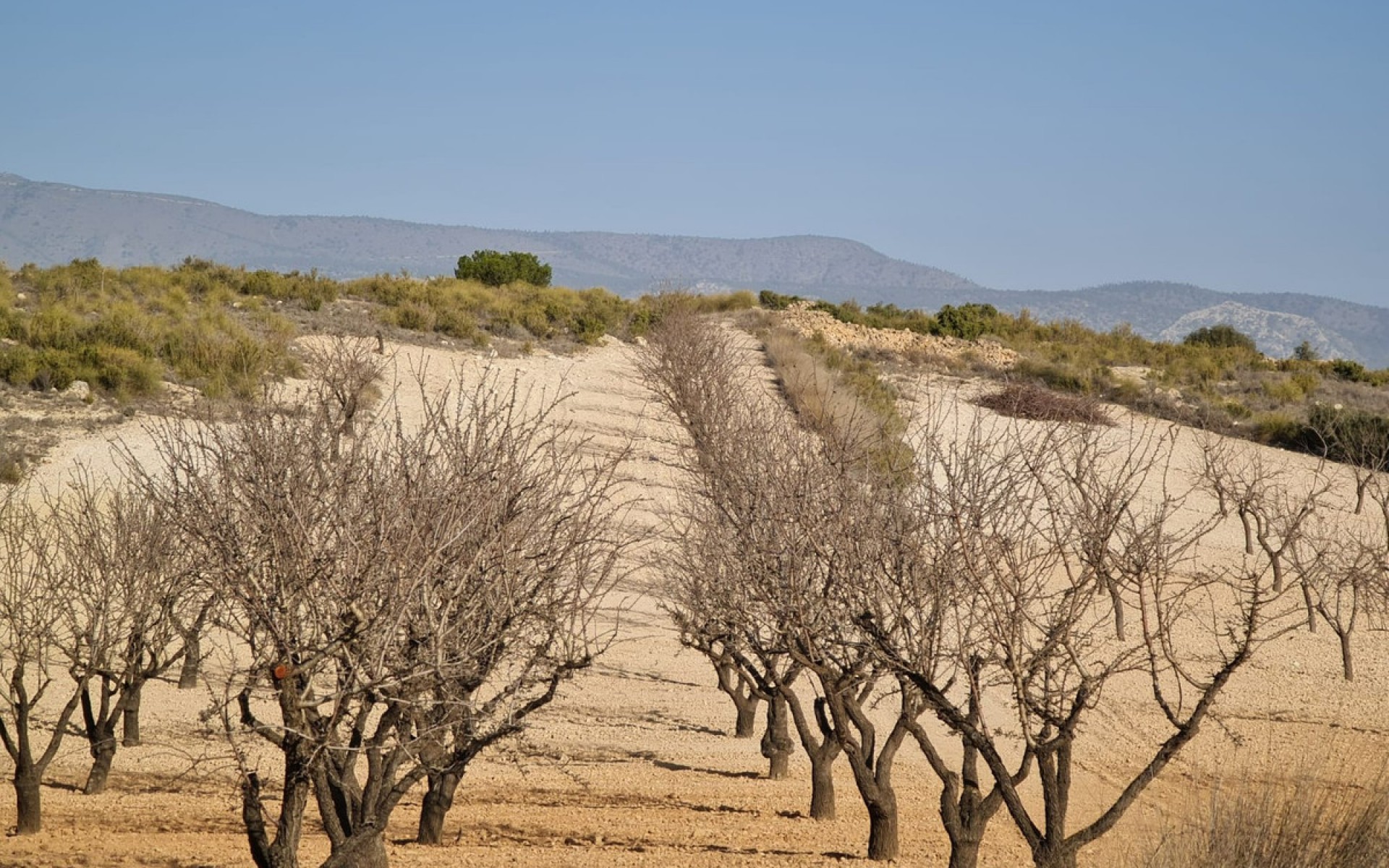 A Vendre - Terre - Jumilla - Jumilla Centro