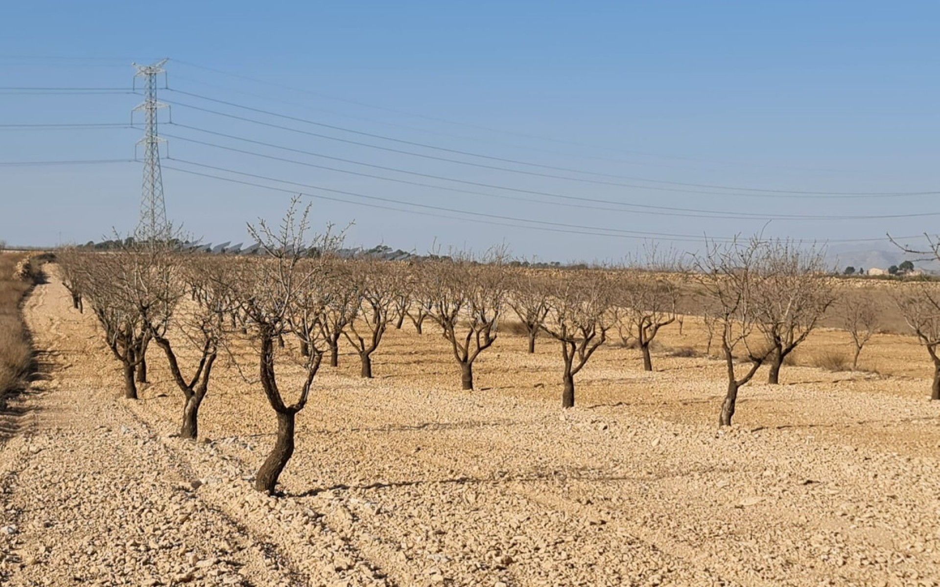 A Vendre - Terre - Jumilla - Jumilla Centro
