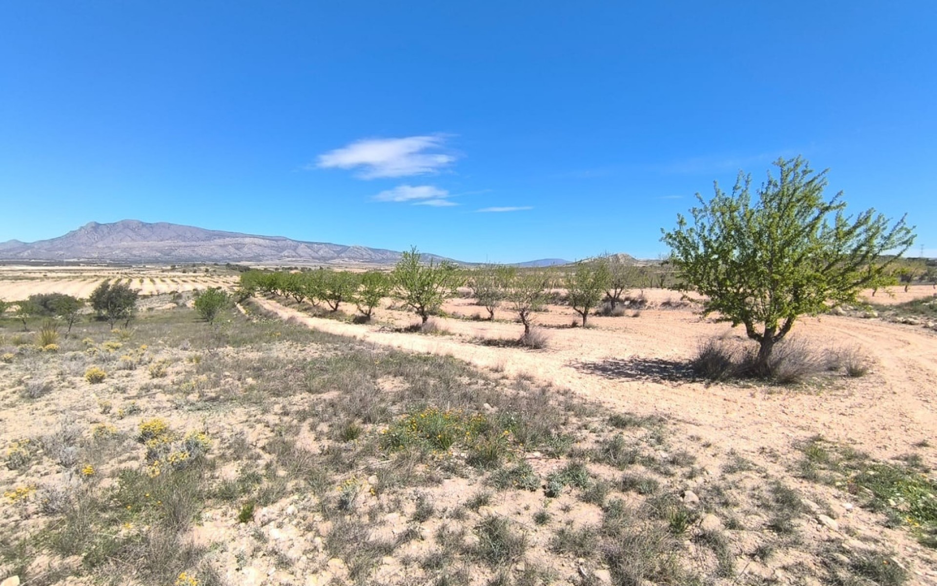 A Vendre - Terre - Jumilla - Jumilla Centro