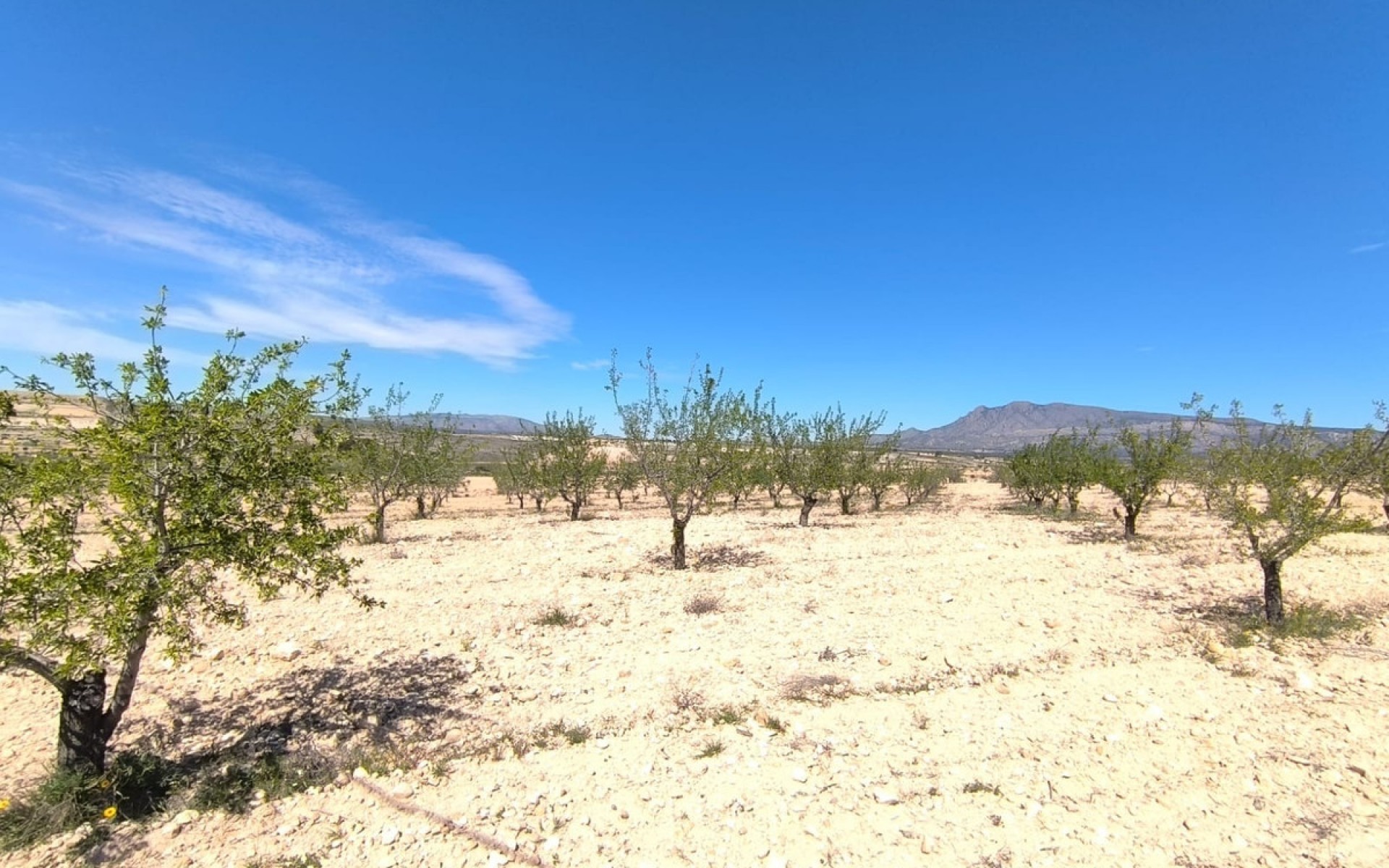 A Vendre - Terre - Jumilla - Jumilla Centro