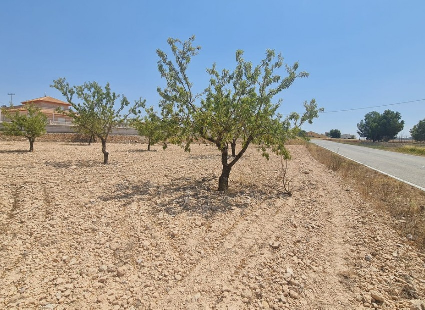A Vendre - Terre - Jumilla - Jumilla Centro