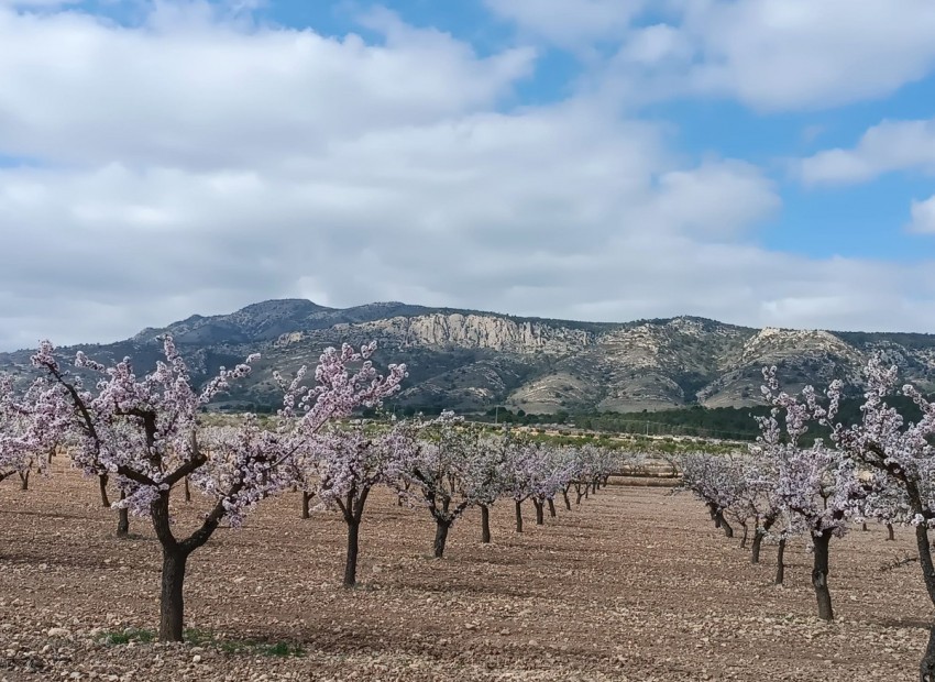 A Vendre - Terre - Jumilla - Jumilla Centro