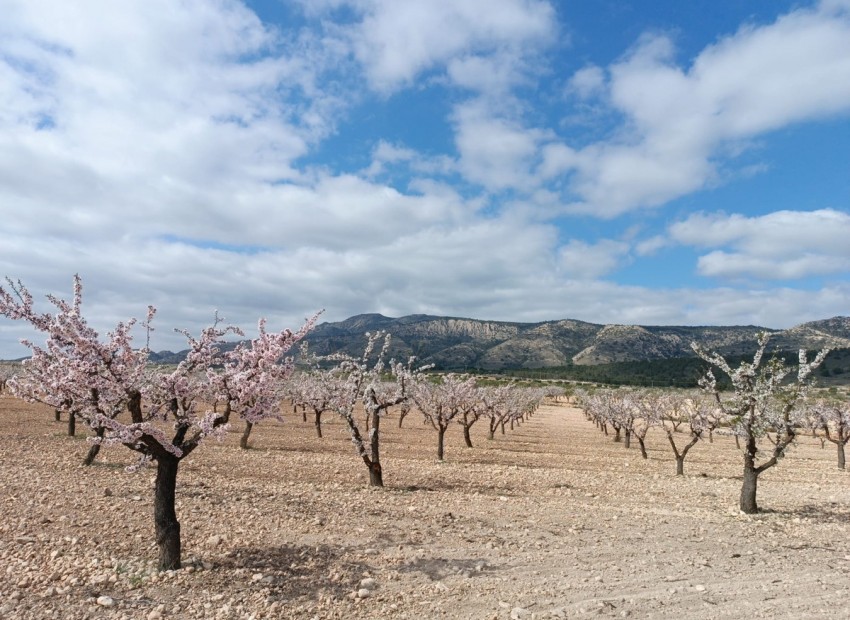 A Vendre - Terre - Jumilla - Jumilla Centro