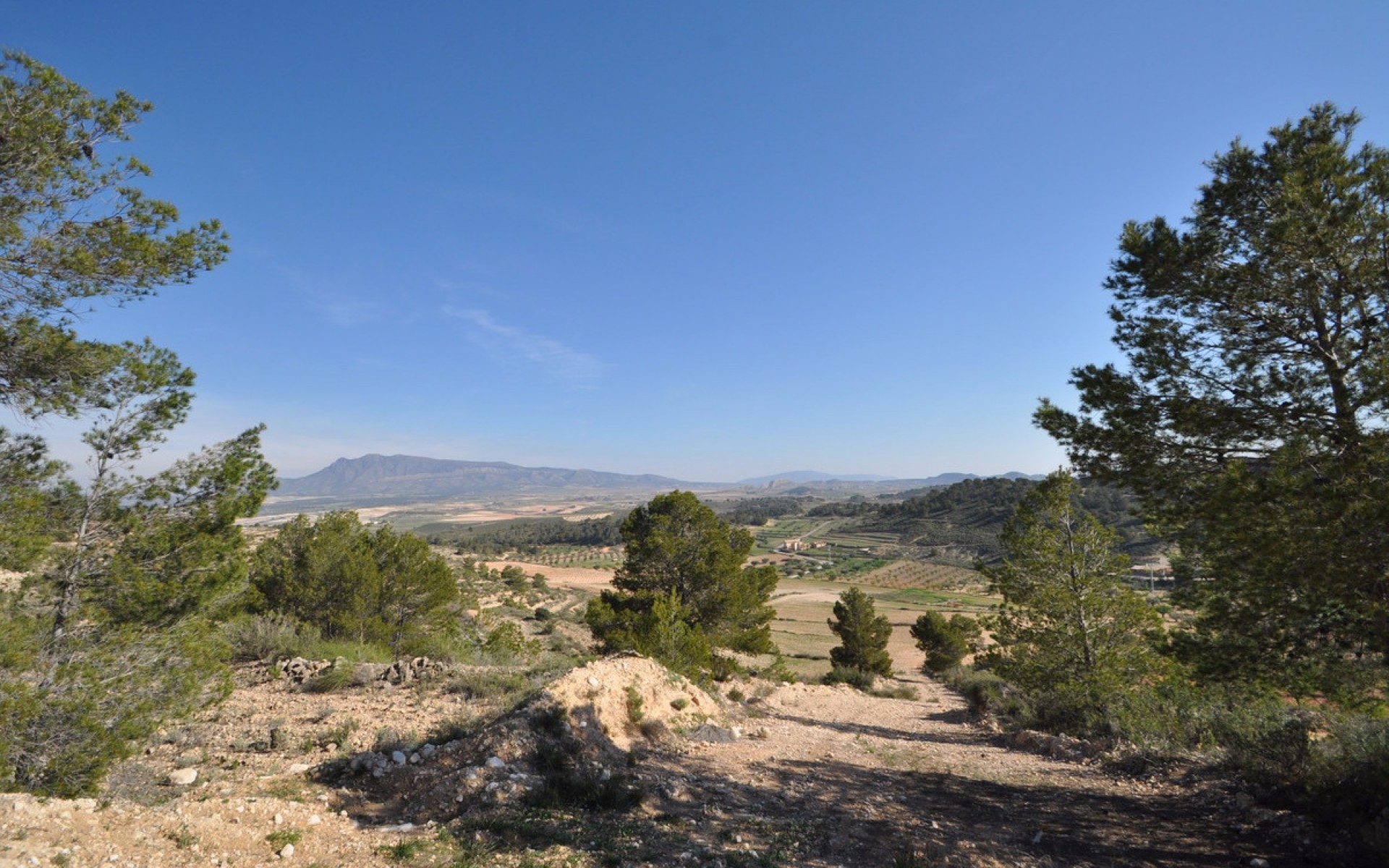 A Vendre - Terre - Jumilla - La Zarza