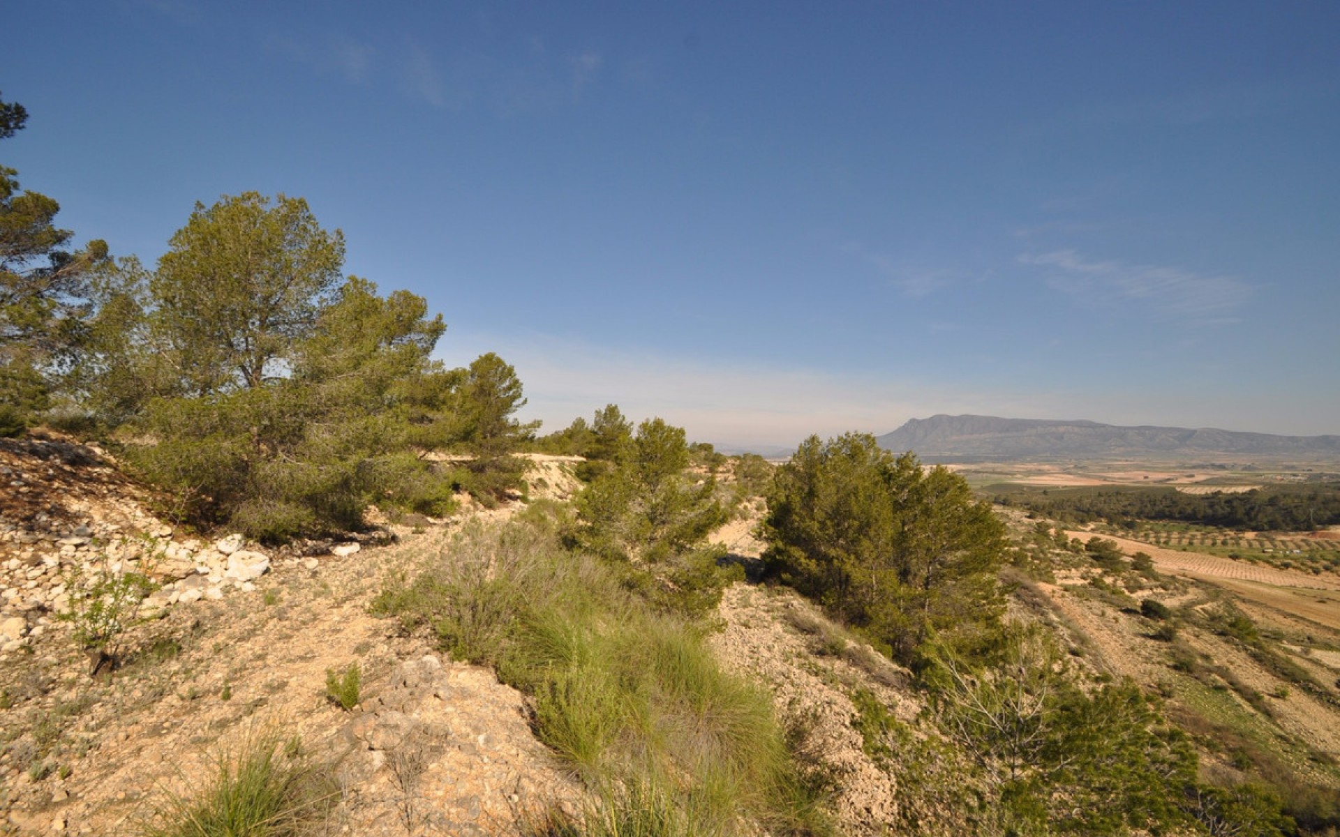 A Vendre - Terre - Jumilla - La Zarza