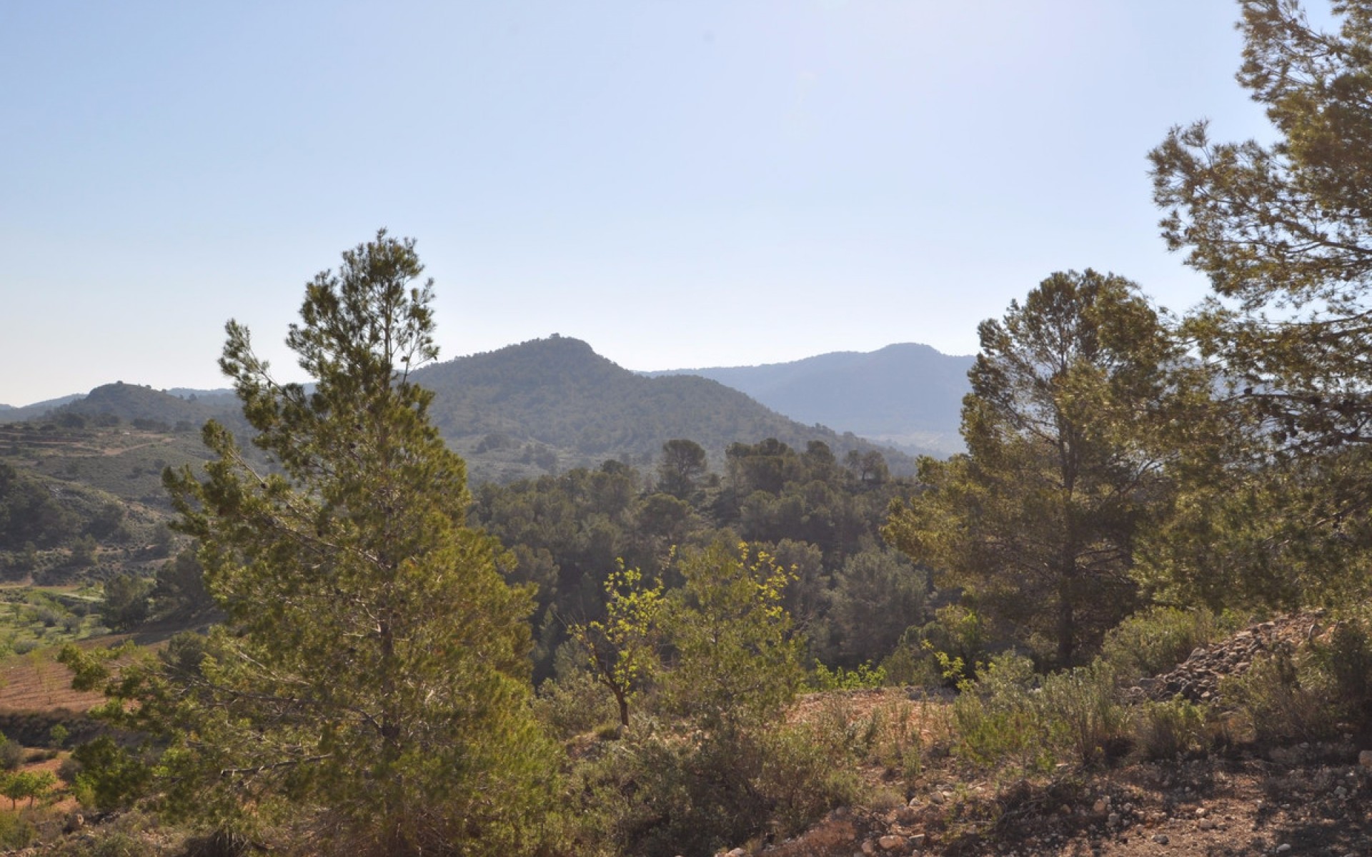 A Vendre - Terre - Jumilla - La Zarza