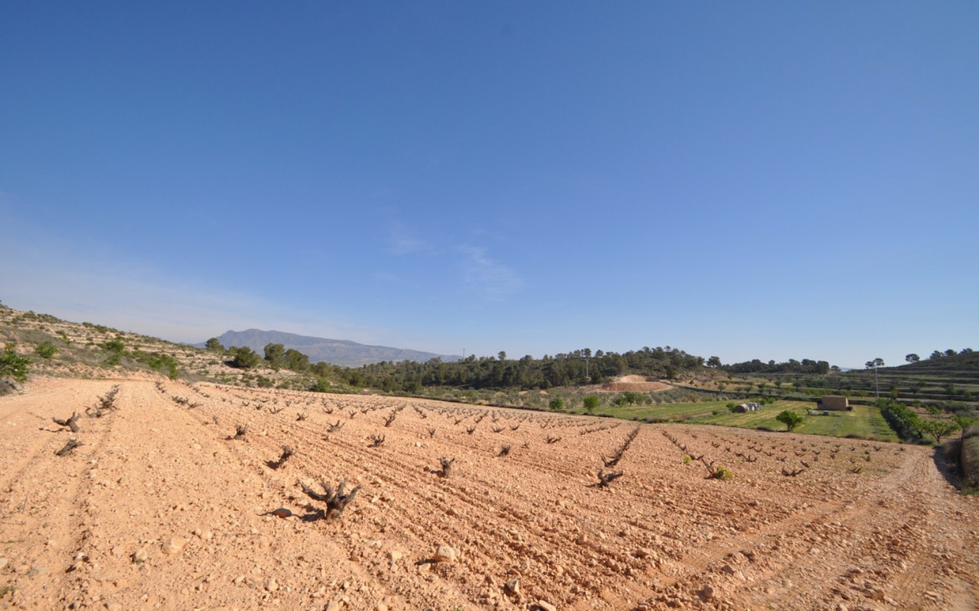 A Vendre - Terre - Jumilla - La Zarza