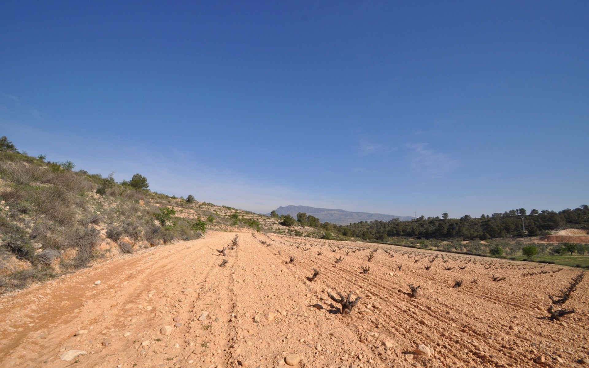 A Vendre - Terre - Jumilla - La Zarza