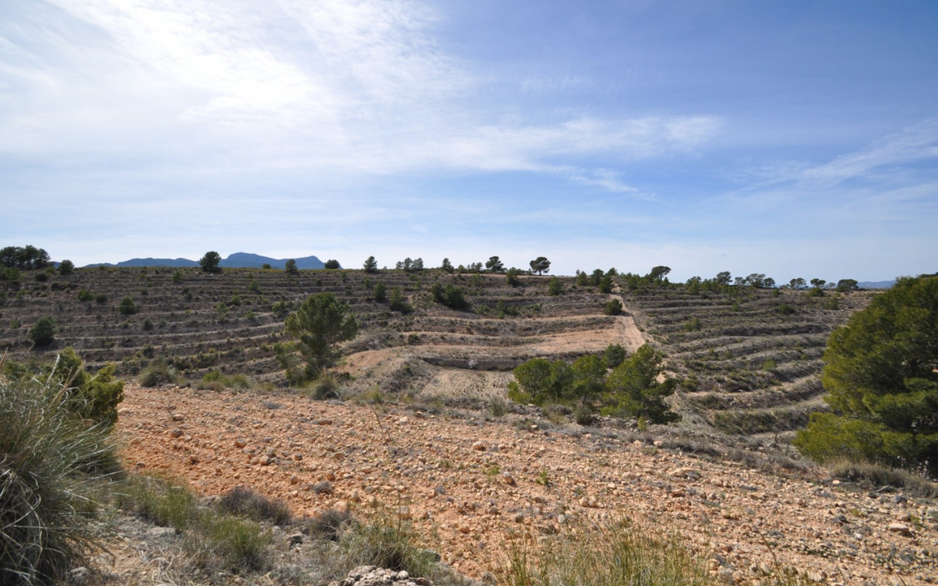 A Vendre - Terre - Jumilla - La Zarza