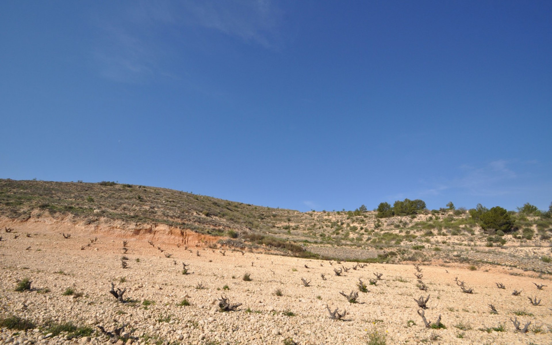 A Vendre - Terre - Jumilla - La Zarza