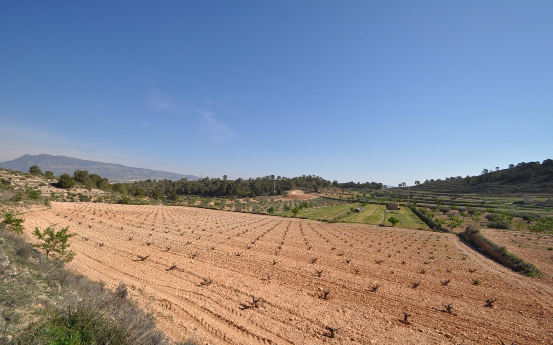 A Vendre - Terre - Jumilla - La Zarza