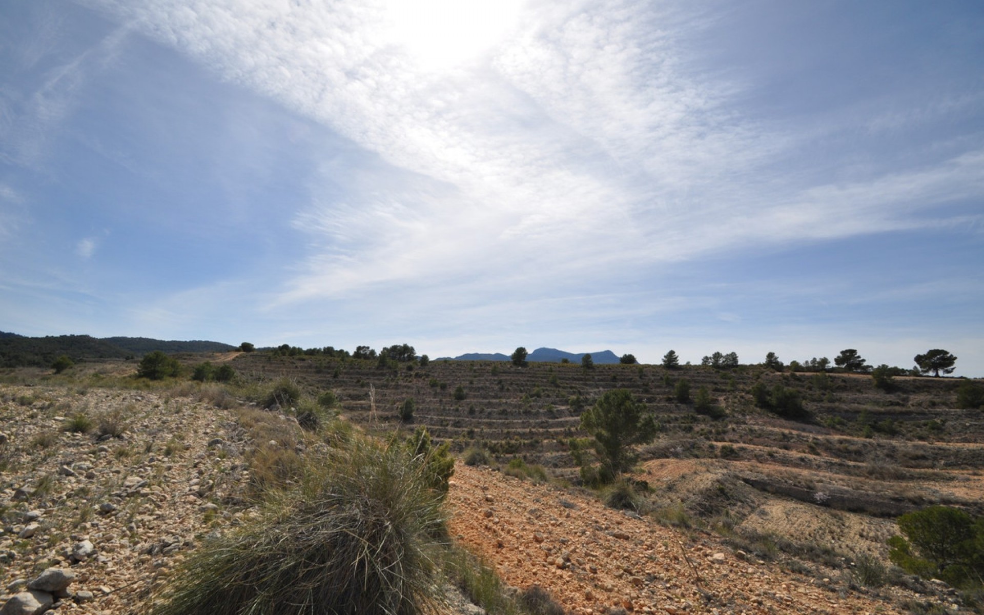 A Vendre - Terre - Jumilla - La Zarza