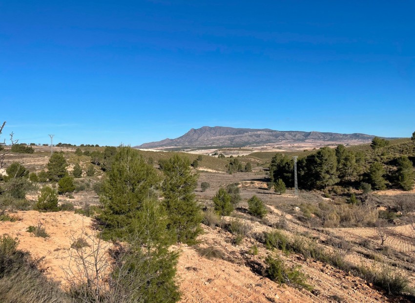 A Vendre - Terre - Jumilla - La Zarza