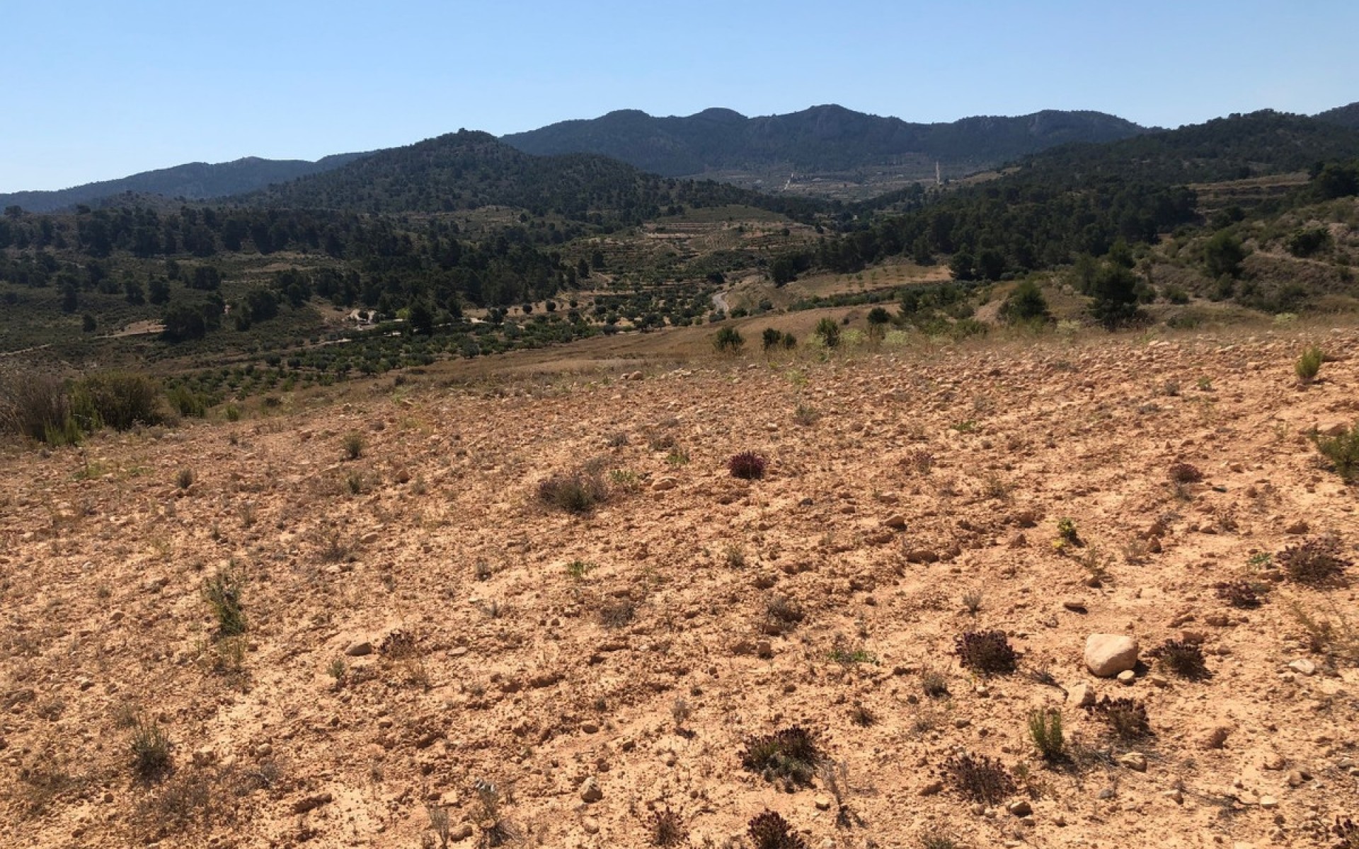 A Vendre - Terre - Jumilla - La Zarza