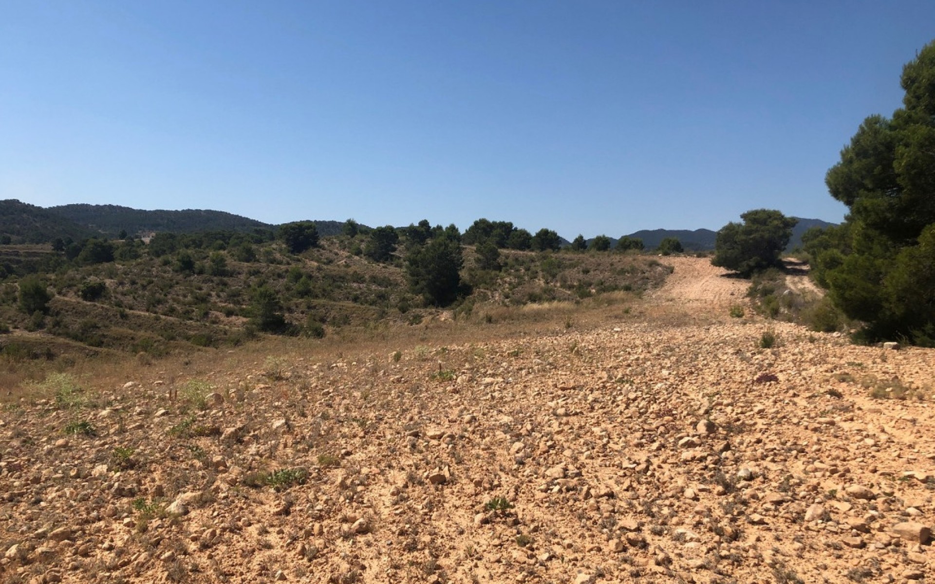 A Vendre - Terre - Jumilla - La Zarza