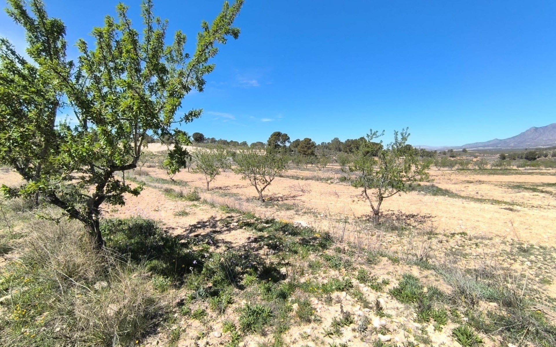 A Vendre - Terre - Jumilla - La Zarza