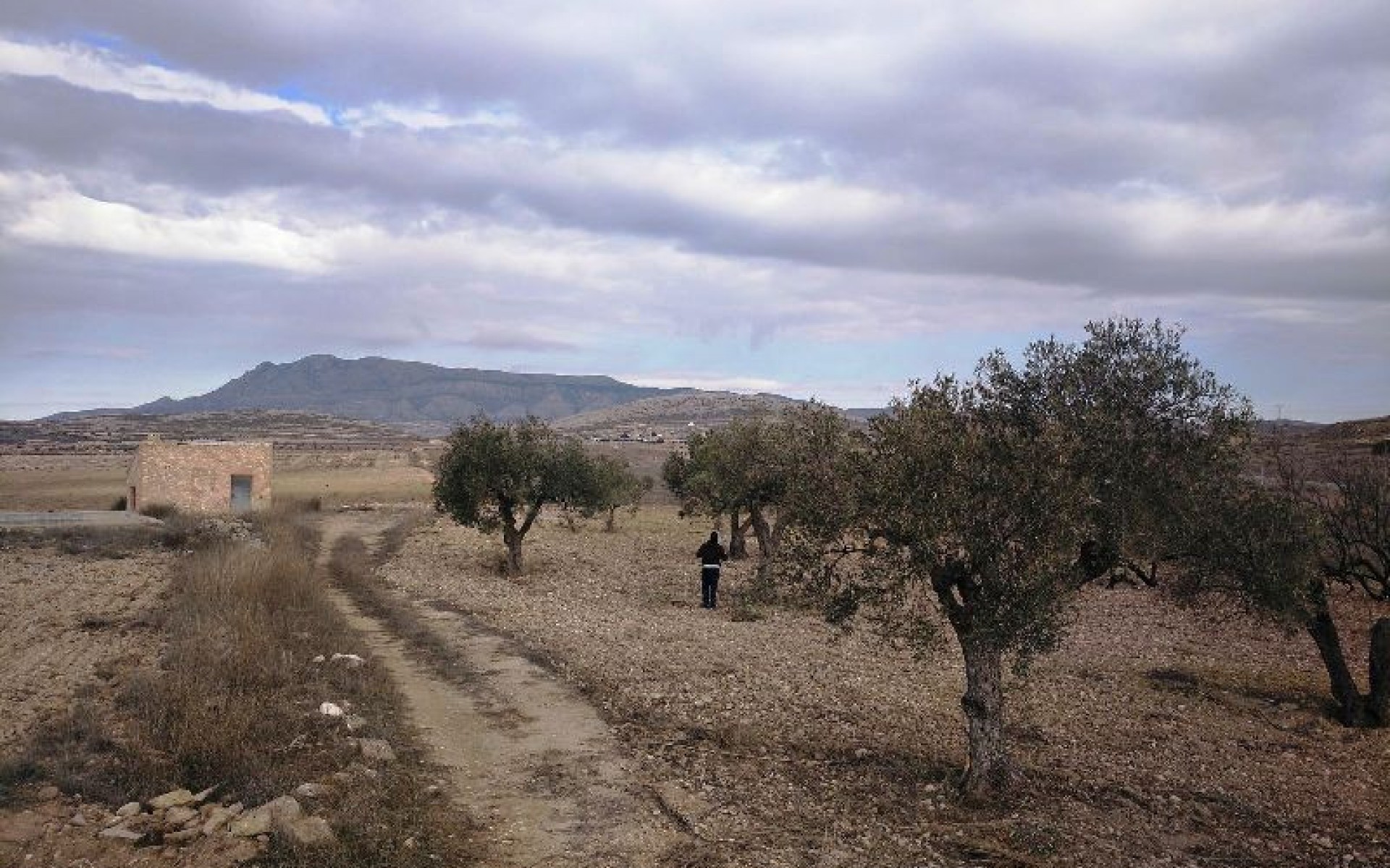 A Vendre - Terre - Jumilla - Torre del Rico
