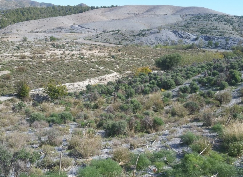 A Vendre - Terre - Lorca - Lorca Centro