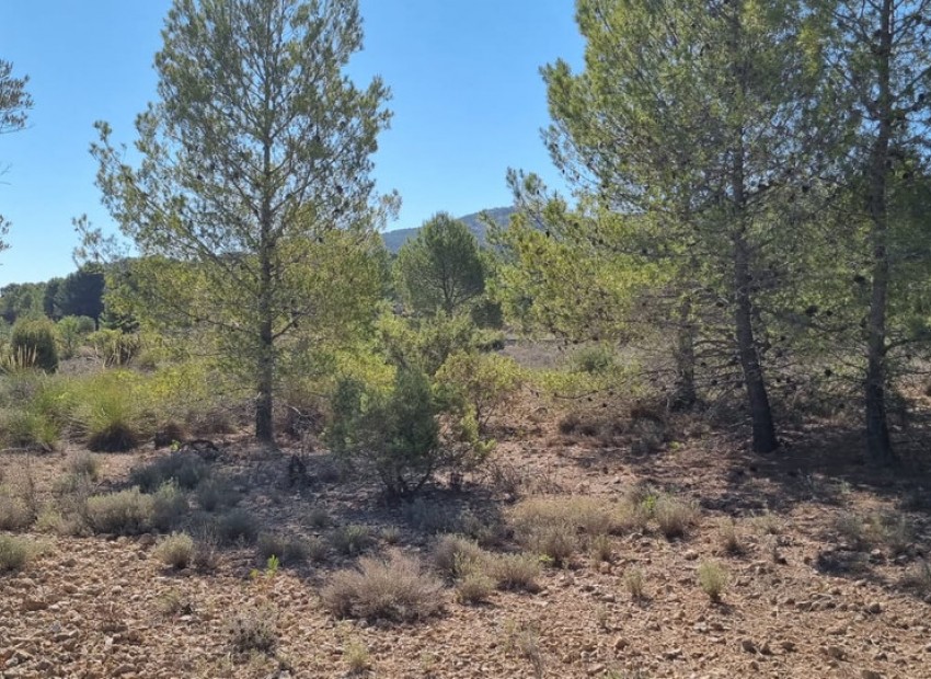 A Vendre - Terre - Monóvar - Monòver - Casas del Señor