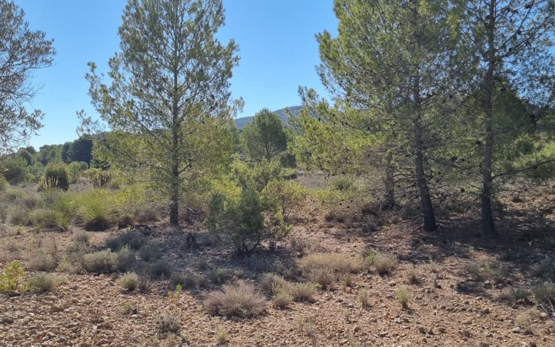 A Vendre - Terre - Monóvar - Monòver - Casas del Señor