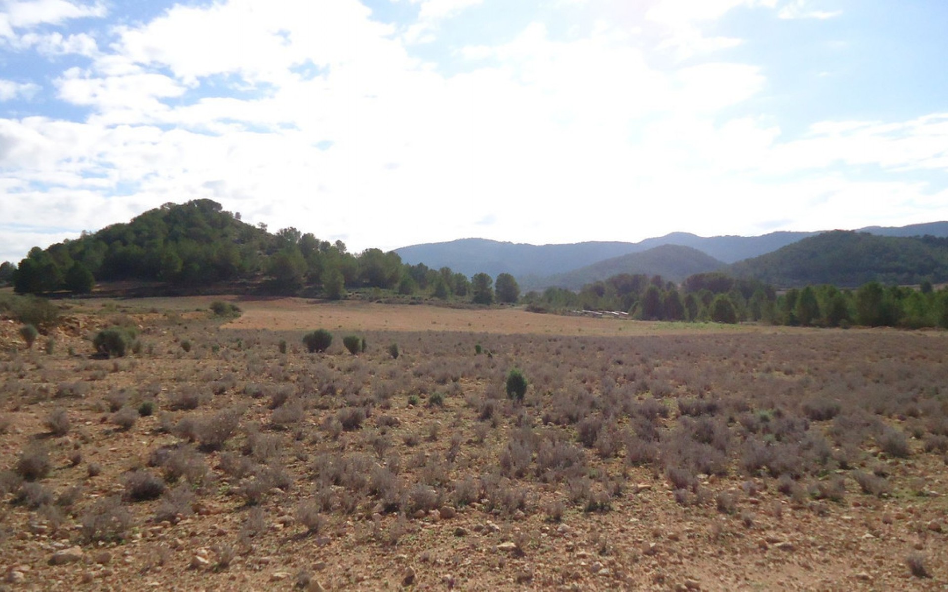 A Vendre - Terre - Monóvar - Monòver - Monóvar - Monòver Centro