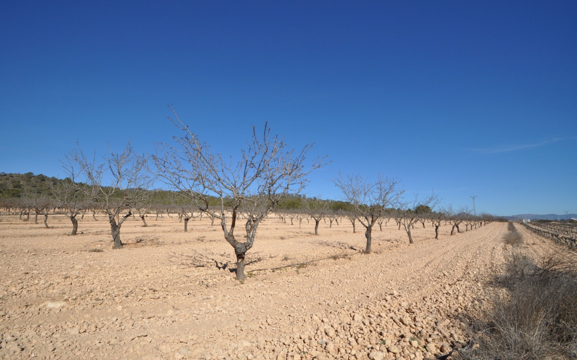 A Vendre - Terre - Monóvar - Monòver - Monóvar - Monòver Centro