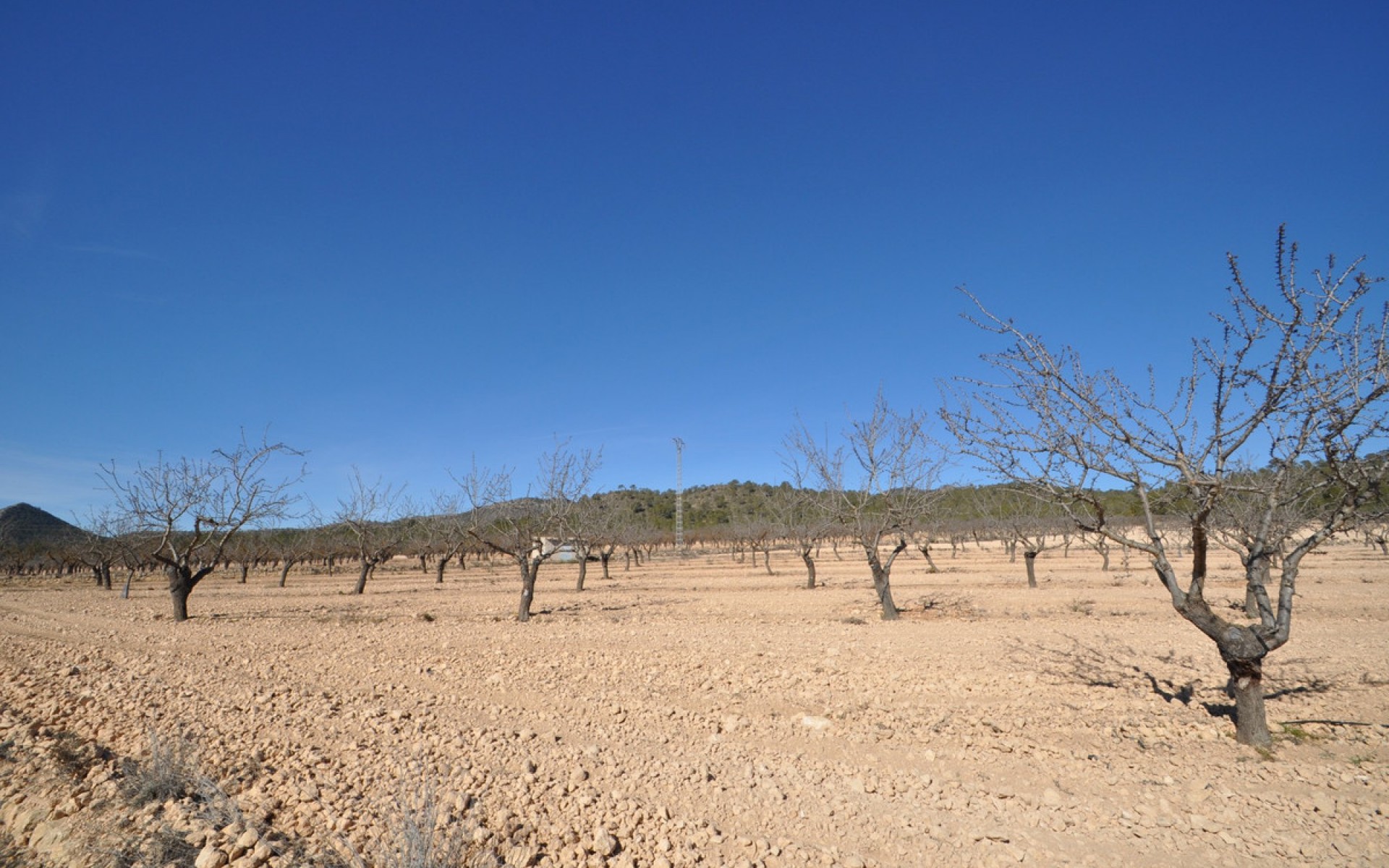A Vendre - Terre - Monóvar - Monòver - Monóvar - Monòver Centro