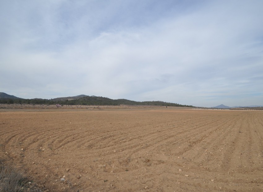 A Vendre - Terre - Monóvar - Monòver - Monóvar - Monòver Centro