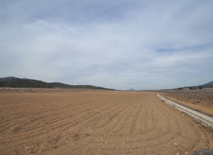 A Vendre - Terre - Monóvar - Monòver - Monóvar - Monòver Centro