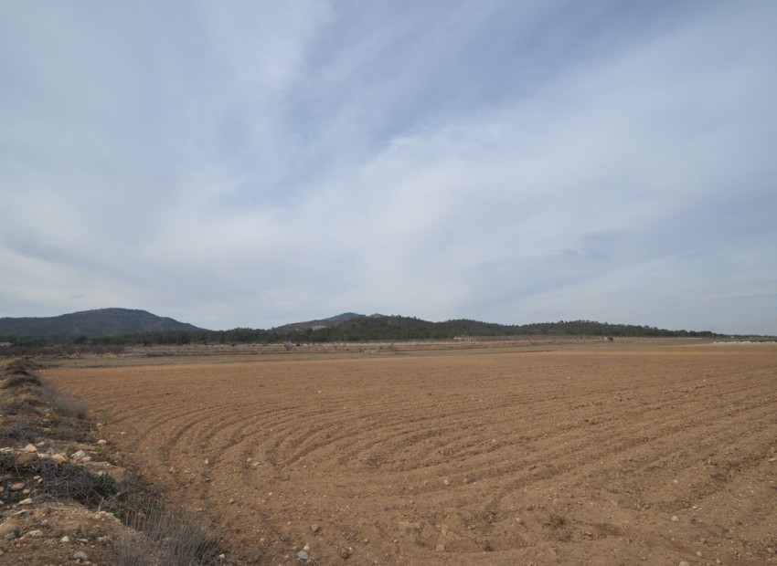 A Vendre - Terre - Monóvar - Monòver - Monóvar - Monòver Centro